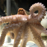 Der Wert der Börsenprognosen