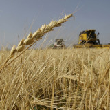 Wohlstand macht Nahrung teurer