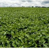 Für Syngenta tiefere Kurse abwarten