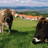 Neue 25-jährige Anleihe der Eidgenossenschaft zu 0,924%