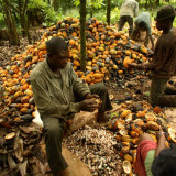 Angebotslücke fordert die Kakaoverarbeiter