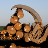 Auf kurze Frist auf dem Holzweg