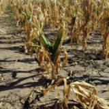Dürre macht nicht nur Mais teuer
