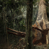 Wenn das Geld mit den Bäumen wächst