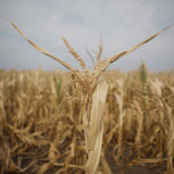 Inflation in China sinkt erneut