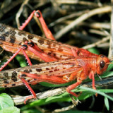 Unerkannter Charme eines aktiven Beteiligungsmodells