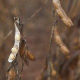 Starkes Geschäft in Südamerika für Syngenta erwartet