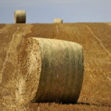 Ölmultis erforschen neuen Biosprit