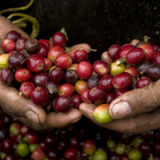 Den Ausweg aus dem Schweinezyklus finden