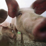 Schweizer Produzenten- und Importpreise steigen leicht