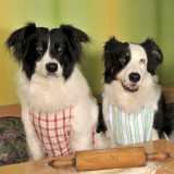 Hunde und Katzen füttern Nestlés Kasse