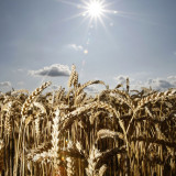 Was Bucher von Syngenta unterscheidet