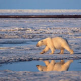 Shell legt Arktispläne auf Eis