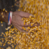 Soja und Mais vor Rekordjahr