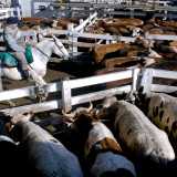 IPO bewertet Pfizers Tiermedizinsparte mit 13 Mrd. $