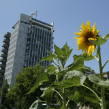 Syngenta steigert Gewinn um 17%