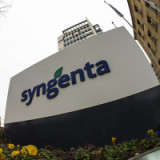 Syngenta erwischt Investoren auf falschem Fuss
