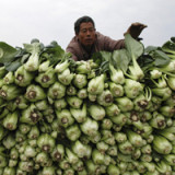 Syngenta setzt Meilensteine in China