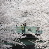 Japans später Frühling