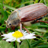 Gilt das Mai-Orakel noch?