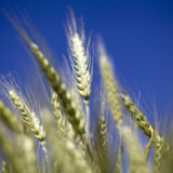 «Generika bereiten Syngenta keine Probleme»