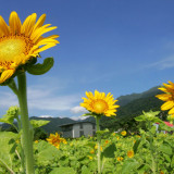 Syngenta im Sonnenblumenland