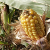 Syngentas Leistung ist besser, als die Zahlen zeigen