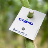 Alles spricht für solide Halbjahreszahlen von Syngenta