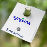 Syngenta will Potenzial in Afrika heben