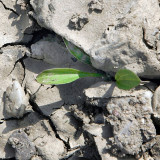 Syngenta will eine nachhaltigere Landwirtschaft