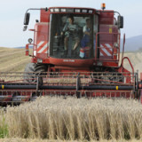 Agrarrohstoffe entlasten Nestlé und Co.