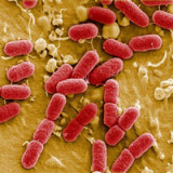 Bedarf nach neuen Antibiotika