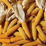 Syngenta vor Mais-Zulassung in China