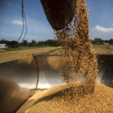 Die Gefahr weiterer Preisschocks am Reismarkt wächst