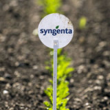 Syngenta im Visier von Monsanto?
