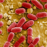 Auftrieb im Antibiotikageschäft