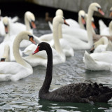 Das Märchen von der unerwarteten Krise