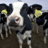 Big Data im Kuhstall