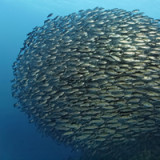 Internet verleiht Anlegern mehr Autonomie