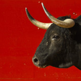 Geringe Gefahr eines Bärenmarktes