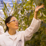 BASF erwägt Gebot für Syngenta