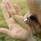 Monsanto überzeugt Syngenta-Aktionäre