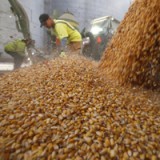 Agrartechniker leiden unter magerer Ernte