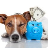 Ein Hundejahr für die Dogs des SLI