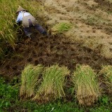 Reisterminbörse Osaka war Geburtshelfer des Finanzsystems