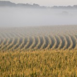 Experte sieht wenig Risiko im Syngenta-Deal