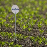 Jahreszahlen von Syngenta erfüllen Erwartungen