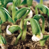 US-Minister äussert sich kritisch zu Syngenta-Deal