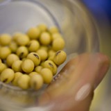 Monsanto senkt Gewinnprognose