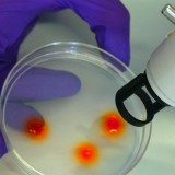 Diese Biotechs bieten Einstiegschancen